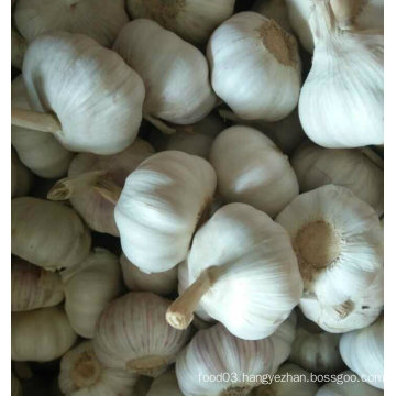 New Crop Fresh Normal White Garlic (5.0cm)